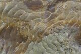 Pennsylvanian, Fossil Microbial Mat - Oklahoma #77907-1